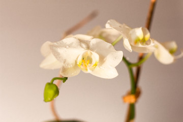 a white orchid on a white background