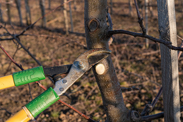 Close up photo of the shears near the branch cut, fruit garden