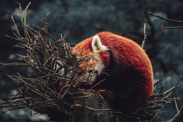 red panda in tree