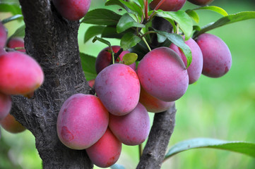 On the branch of the tree are ripe plums