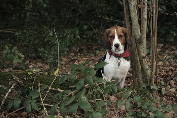 Cute beagle hunting dog in the woods 