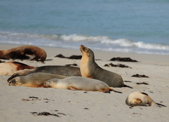 Fototapeta premium Seals Lazing Around At Seal Bay Kangaroo Island SA Australia