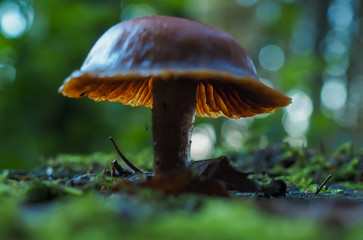 Pilz im Wald