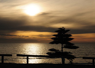 Breathtaking Low Late Afternoon Sun With Monkey-Puzzle Tree In The Foreground At Cape Jervis SA...