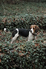 Cute beagle hunting dog in the woods 