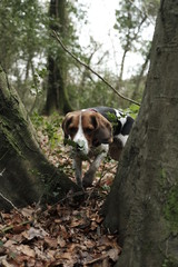 Cute beagle hunting dog in the woods 