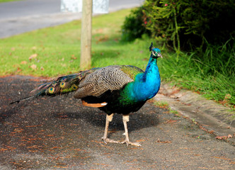 Fototapeta premium Beautiful Peacock Swaggering At Lake Hume NSW Australia