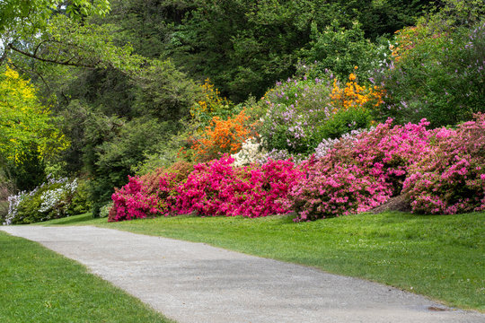 Garden Path Along Colorful Azalea Bushes