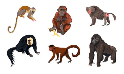 Funny monkey animals of different types vector illustration