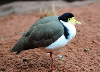 Close Up Of A Masked Lapwing NSW Australia