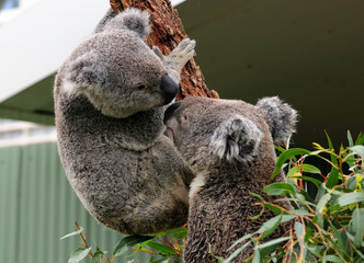 Two Koala Bears Climbing In A Tree And Getting In Touch With Each Other NSW Australia