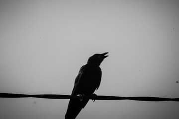Crow