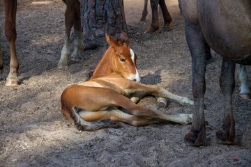 foal on the ground