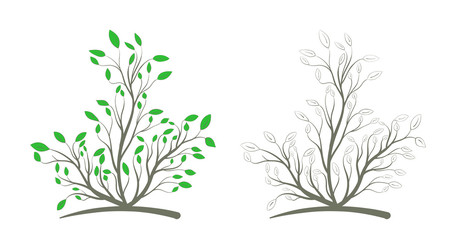 Bush with green leaves in two versions, colored and gray on a white background