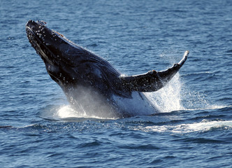 Fototapeta premium Spectacularly Breaching Humpback Whale At Gold Coast Queensland Australia