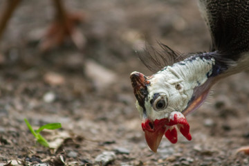 Guinea Fowl