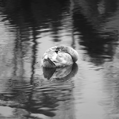 Juvenille swan resting on water