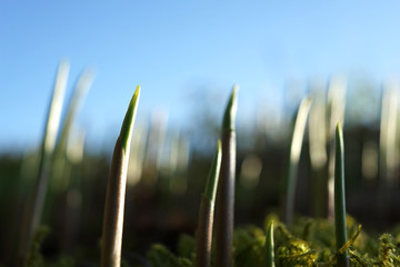 Young green saplings of a lily of the valley.