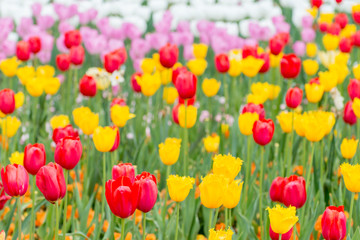 Yellow Crispa Tulips and Red Tulips on a beautiful background
