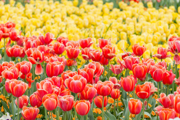 Half yellow, half red - Yellow Tulips with Red Tulips in a flowerbed