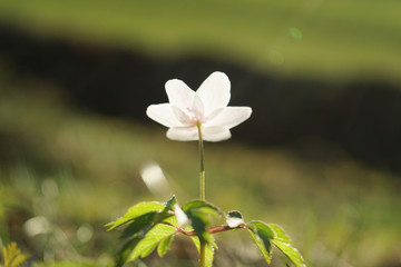 Blossom of wood anemone in close up view.