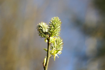 Close-up of willow branch blooming.