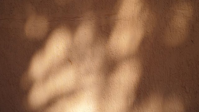 Abstract background shadow of leaves from early morning sunlight shining on interior orange wall, 4k video in ProRes. Shadow of leaf on the wall