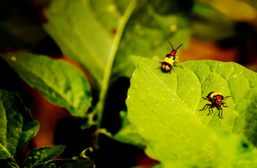 PAREJA DE ESCARABAJOS