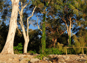 Fototapeta na wymiar Trunks Of Australian Eucalyptus Trees At Noosa Heads National Park Queensland Australia