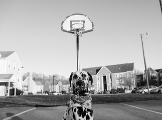 Dalmatian