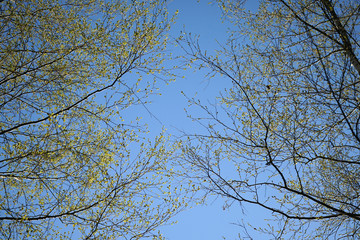 Tree crown with small young green leaves.