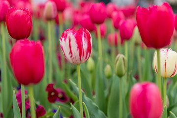 Fototapeta premium Tulip with red and white stripes (Rembrandt Tulip) with red tulips in a flowerbed