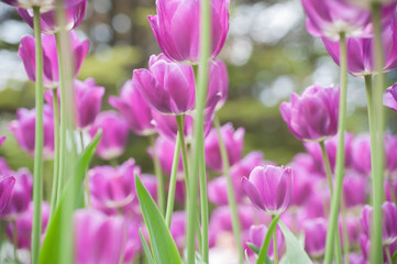 Purple tulips in a flowerbed on a blurry background