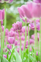 Fototapeta premium Purple tulips in a flowerbed on a blurry background