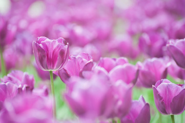 Purple tulips in a flowerbed on a blurry background