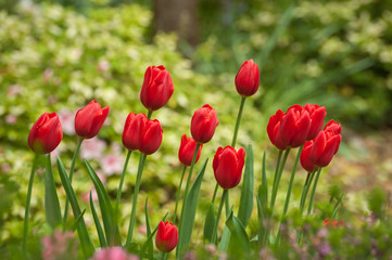 Long-lasting red tulips in a flowerbed