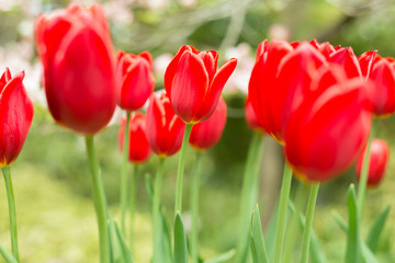 Long-lasting red tulips in a flowerbed