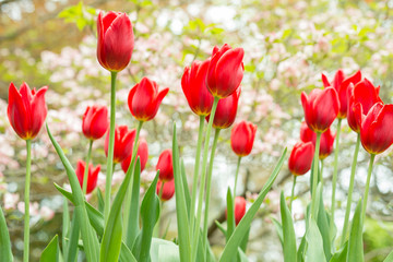 Long-lasting red tulips in a flowerbed