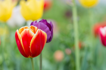 Triumph Tulip with stunning look in the flowerbed