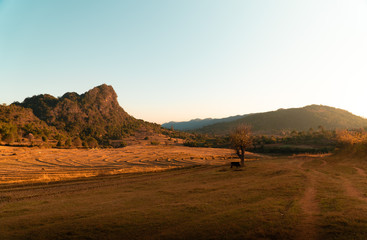 sunset of a dry rice field