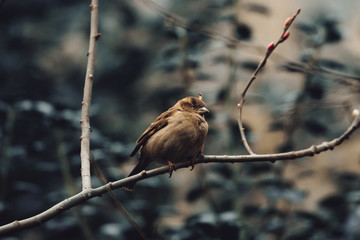 bird on branch