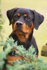 The portrait of a cute black and tan Rottweiler puppy posing outdoors behind green bushes