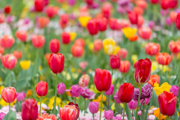 Obraz premium Beautiful color mix of a red, striped, yellow, ruffled, fringed, french and double tulips in a flowerbed - in a blurry background - horizontal version