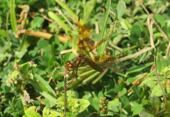 Halloween Pennant dragonfly (Celithemis eponina) in Florida wild