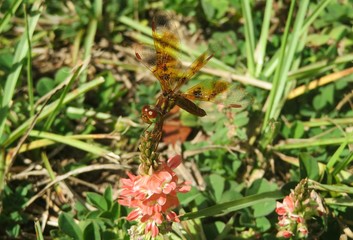 Halloween Pennant dragonfly (Celithemis eponina) on orange wildflowers in Florida nature, closeup