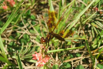 Halloween Pennant dragonfly (Celithemis eponina) in Florida wild