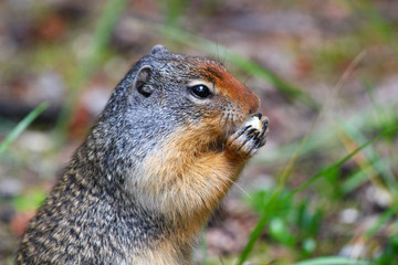 Cute Columbian Ground squirrel eating in the Canadian Rockies / Jasper / Alberta 