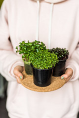 Grow sprouts of micro greens for a healthy salad. Eat right, stick to the concept of a young and modern kitchen. Ecofrendli and superfood. Raw food