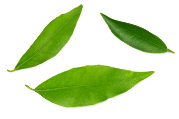 citrus leaves isolated on a white background.