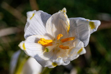 Frühlingsblüher Märzenbecher: Die Pflanze steht unter Naturschutz.
